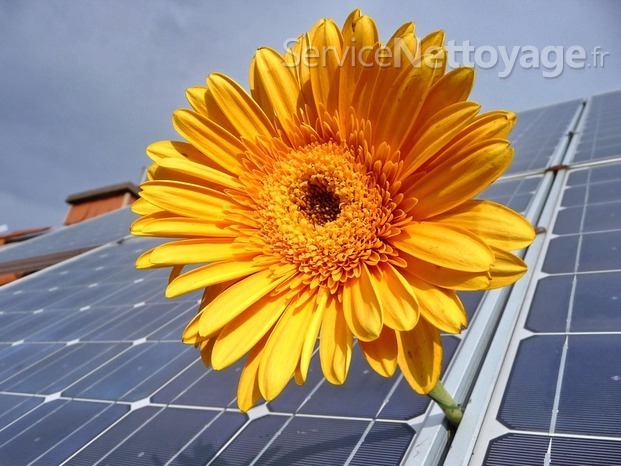 cnet-le havre-76-seine maritime-nettoyage panneaux solaires photovoltaïques fleur.jpg